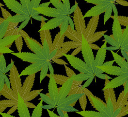 Cannabis or marijuana leaves pattern seamless vector illustration.