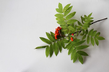 Branch with red berries on white background copy space