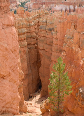 HooDoos in Bryce Canyon National Park, with people on the Navajo Loop Trail, Utah, USA