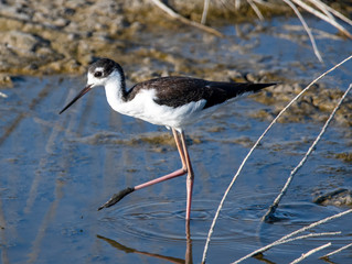Black necked stilt in blue water