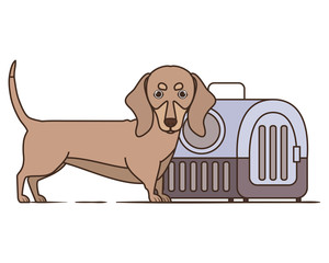 dog and pet transport box on white background