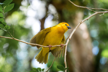 Bird on branch