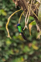 Beija-Flor Colibri verde na árvore
