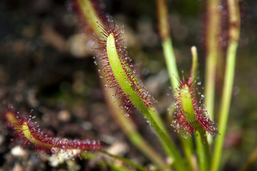 Sydney Australia, close-up of sundew plant with sticky mucilage to catch insects
