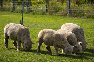 Obraz premium Beautiful Friendly Sheeps Easting Grass in the Field