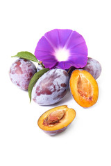 fresh blue plums on a white background