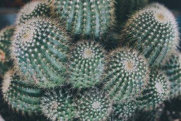 Group of small cactus plant in the pot at cactus garden.Thailand,close up of cactus in garden on sunny day