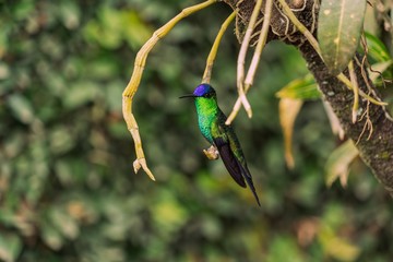 Beija-Flor Colibri verde na árvore
