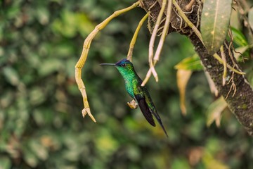 Beija-Flor Colibri verde na árvore