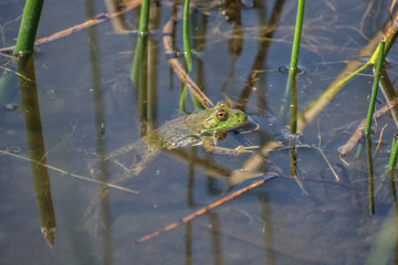 Bullfrog in a river among the reeds.