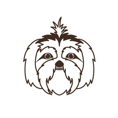head of cute shih tzu dog on white background