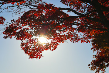 紅葉　逆光　素材