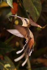 Beij-a Flor Colibri marrom voando