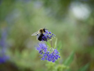 Bee on purple flower with bokeh leaf background