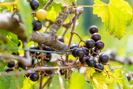 Noble Muscadine Grapes On Trellis