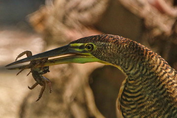 Tiger Heron Bird eating a crab at the beach