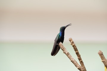 Beija-Flor Colibri Azul sentado no galho da árvore sozinho