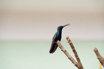 Beija-Flor Colibri Azul sentado no galho da árvore sozinho