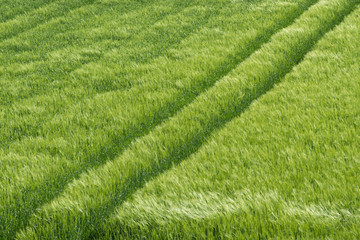 Breeze sweeping across crops showing embedded tractor tracks