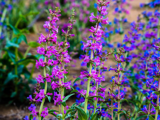 Horizontal Image of Purple and Pink Penstemon in a Colorado Field