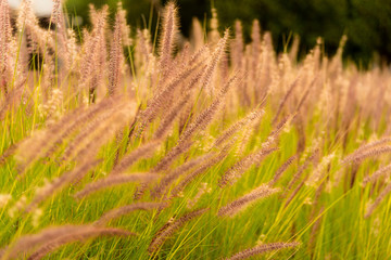 Fototapeta premium Crops, wheat, sunset in the field 