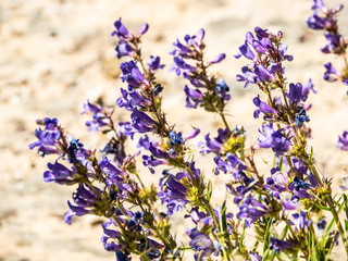 Purple Penstemon Growing Wild in a Colorado Field