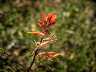 Indian Paintbrush in a Colorado Field