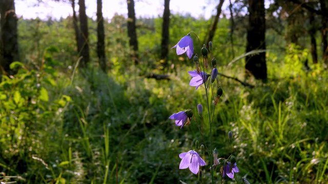 Beautiful Purple Harebell blossoms, Campanula rotundifolia, native wild flowers in closeup clip in Minnesota forest environment are waving in gentle breeze in early eveneing backlight.