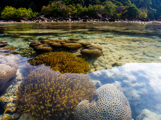 Coral in the beach at Surin islands national park, Phang Nga. Thailand © decnui
