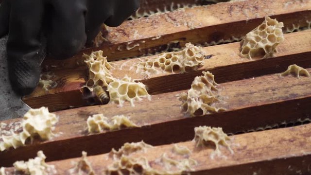 Maintenance of beehive in countryside, close up