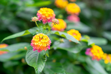 Close-Up of Clustered Lantana Camara Flowers.