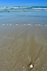 Shell Playa Encanto Sea of Cortez Gulf of California Rocky Point Puerto Penasco Mexico
