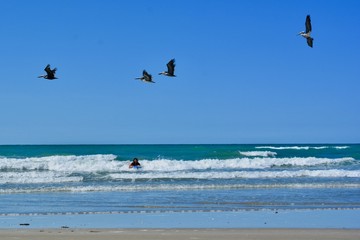 Pelicans at Sea of Cortez Gulf of California Rocky Point Puerto Penasco Mexico