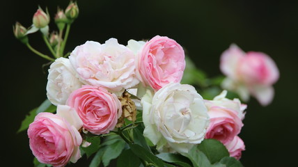Blush Pink Rose