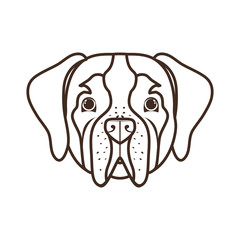 head of cute san bernardo dog on white background