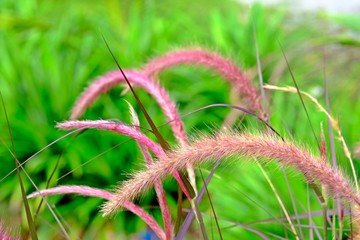 Close shot of purple Fountain Grass blows with the wind.