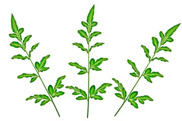 Silver lace fern (Sword brake, Pteris ensiformis Burm. f.) isolate on white background.