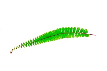 Walking Maidenhair Fern, Tralling Maidenhair, Adiantum caudatum L. isolate on white background.