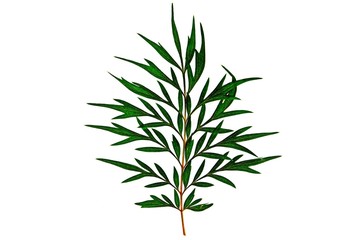 Fototapeta premium Southern Silky Oak, Silky-oak, or Australian Silver-oak, Grevillea robusta green leaf isolate on white background.