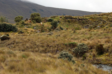 cajas mountains with wild llamas