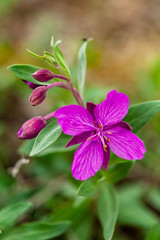 purple flower
