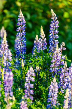 A stand of Arctic Lupine glow in the late afternoon light