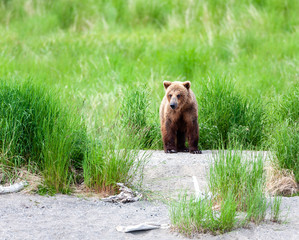 Obraz premium A grizzly bear walking along a grassy trail in Katmai National Park, Alaska