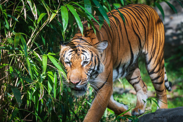 tiger in zoo