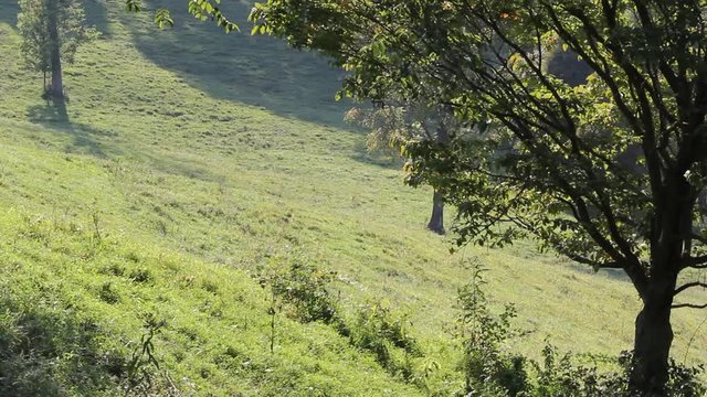 cows in field