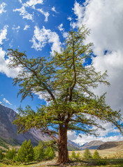 Obraz premium Lonely tree on a background of a picturesque sky