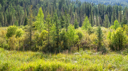 Fototapeta premium Forest edge and mountain taiga