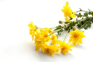 Yellow Chrysanthemum bouquet bloom and rain drops isolated on white background.