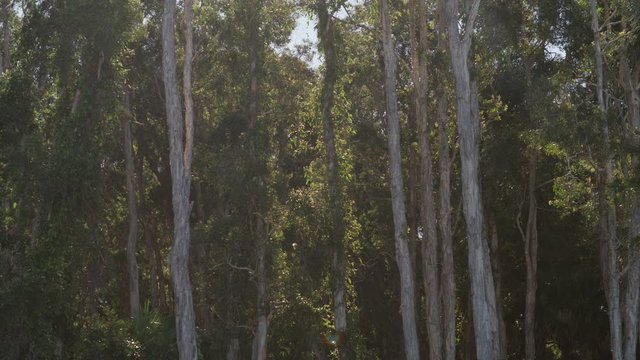 Static shot of Australian Paperbark, filmed in Queensland