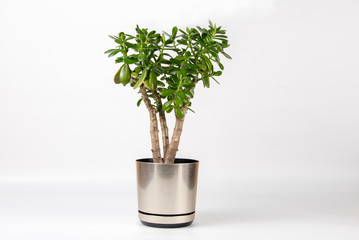 Succulent houseplant Crassula in a pot on white background